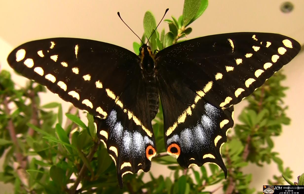 Papilio indra Swallowtail on plant freshly emerged